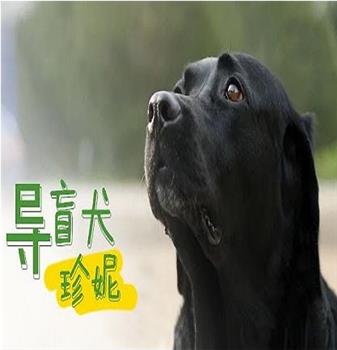 导盲犬珍妮观看