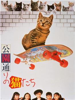 公园路的猫们观看