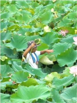 野食小哥观看