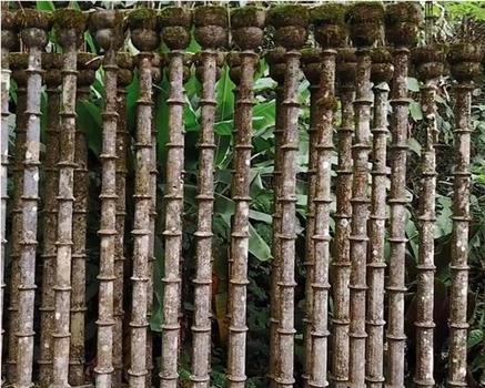 Great Gardens: Edward James, Las Pozas, Mexico观看