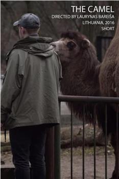 骆驼观看